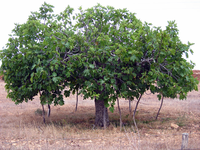 2011.07Formentera 212.jpg