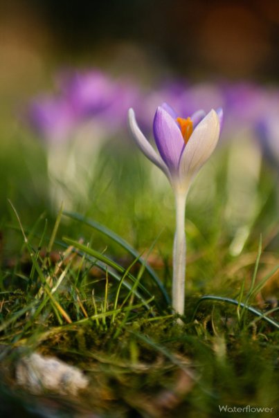 crocus_flower_ii_by_water_flower-d5y3l1b.jpg