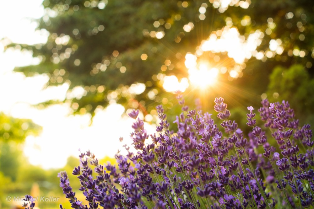sunlight-landscape-nature-grass-sky-field-purple-branch-evening-morning-Sun-lavender-blossom-spring-35MM-light-ray-rays-tree-autumn-leaf-flower-plant-flora-fuji-petal-28-meadow-xe1-wildflower-computer-wallpaper-rollei-.jpg