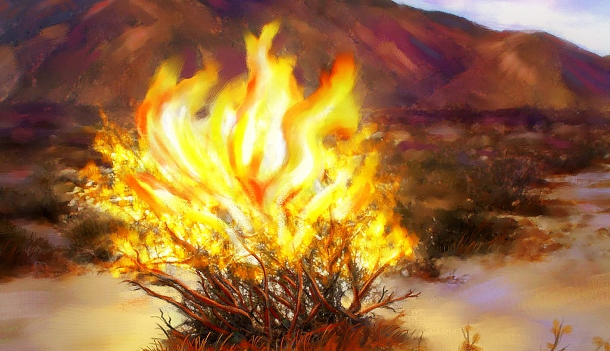 burning-bush-610x351.jpg